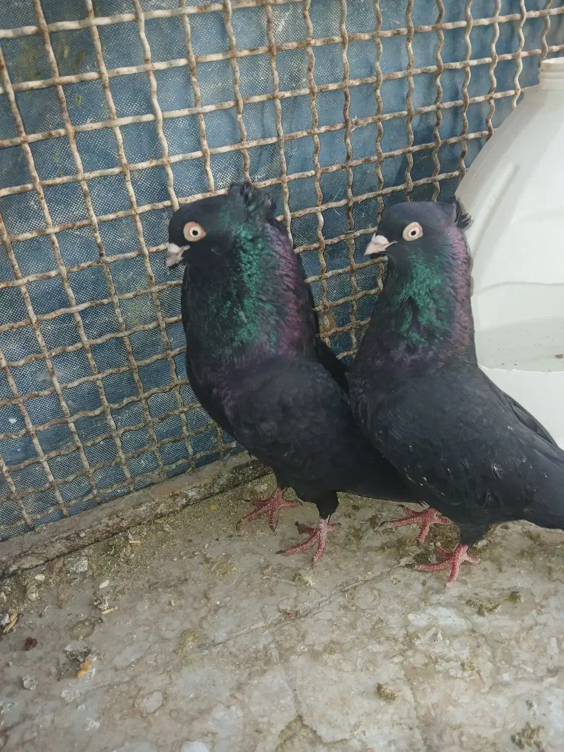 زاغ چشم ونوک پنچه آبادانی|پرنده|نجف‌آباد, یزدانشهر|دیوار