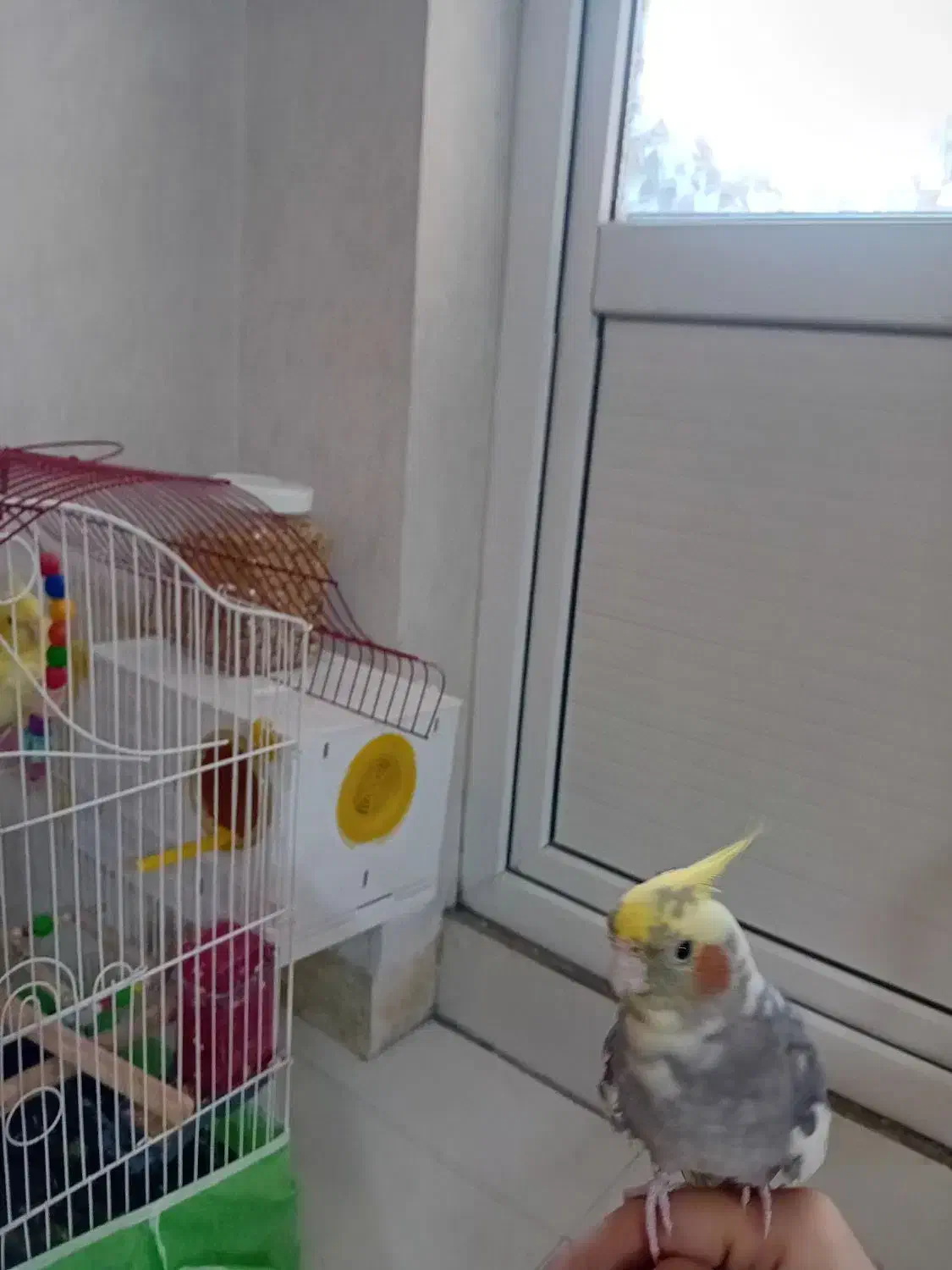 عروس هلندی|پرنده|قرچک, میرزائی جنوبی|دیوار