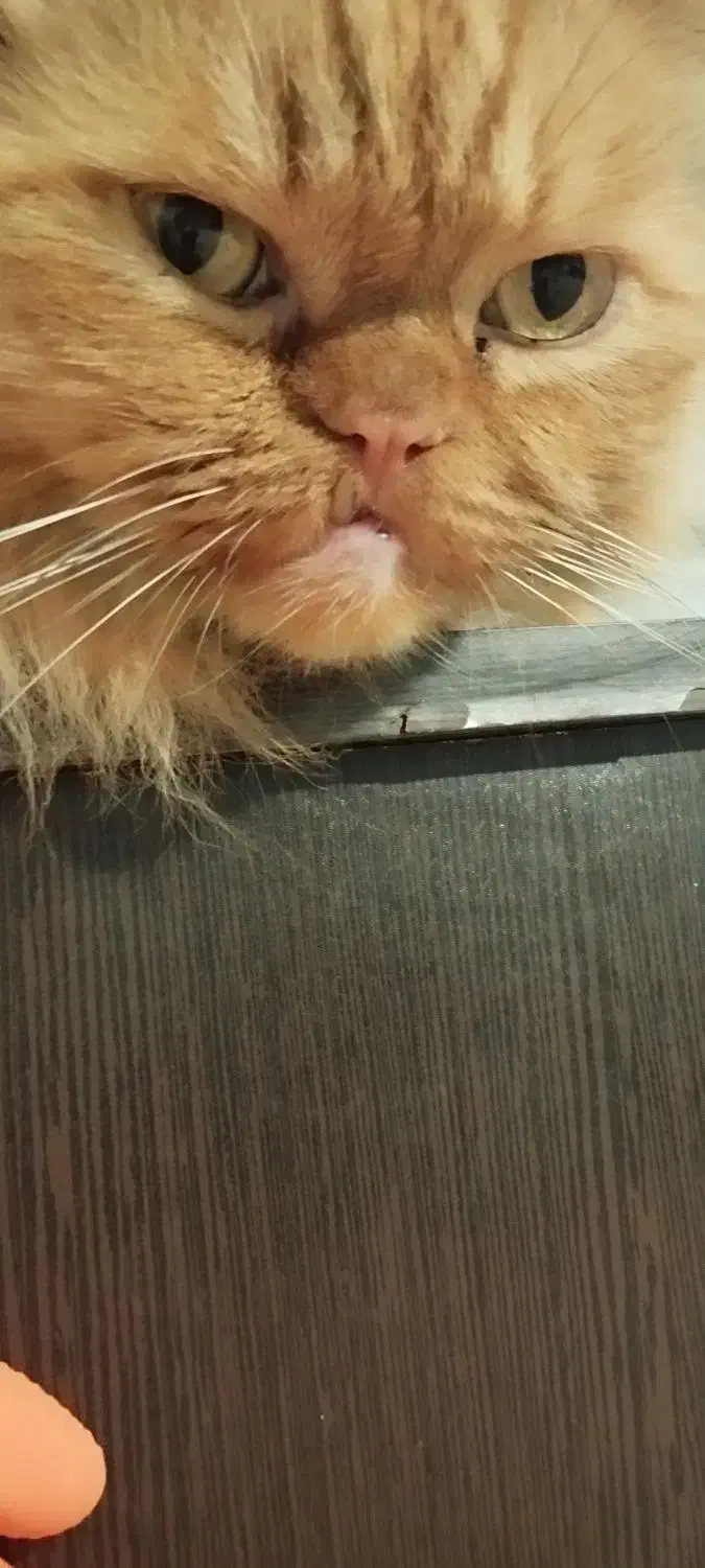 واگذاری رایگان|گربه|اردبیل, |دیوار