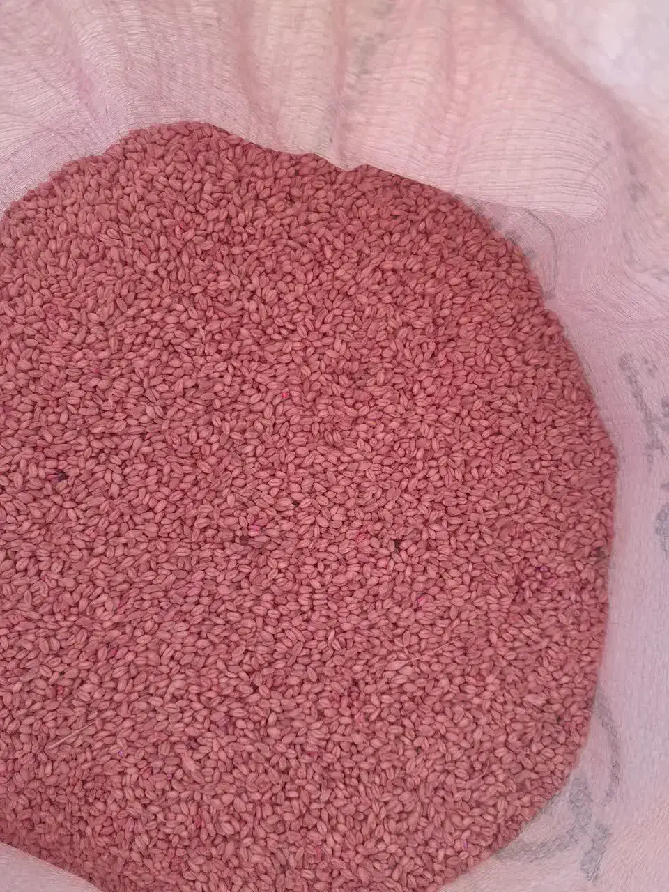 بذر گندم آبی|گل و گیاه طبیعی|شازند, |دیوار