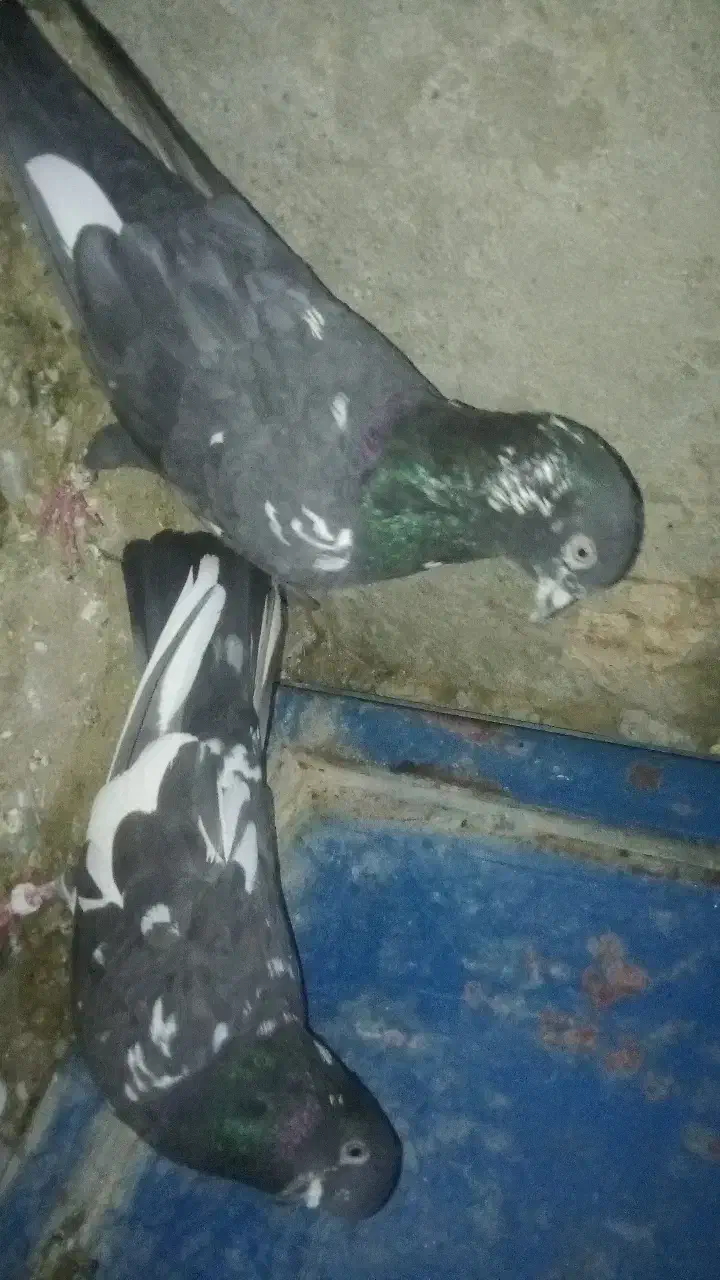 کبوتر|پرنده|دامن, |دیوار