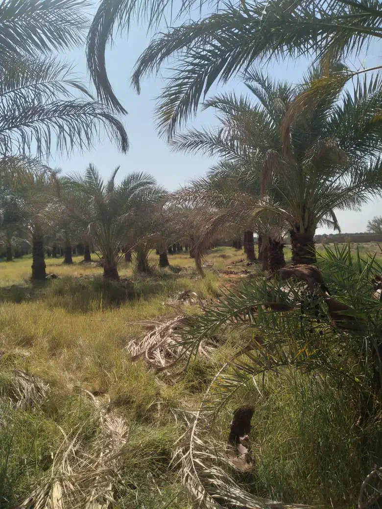 جنگ درخت|گل و گیاه طبیعی|بم, |دیوار