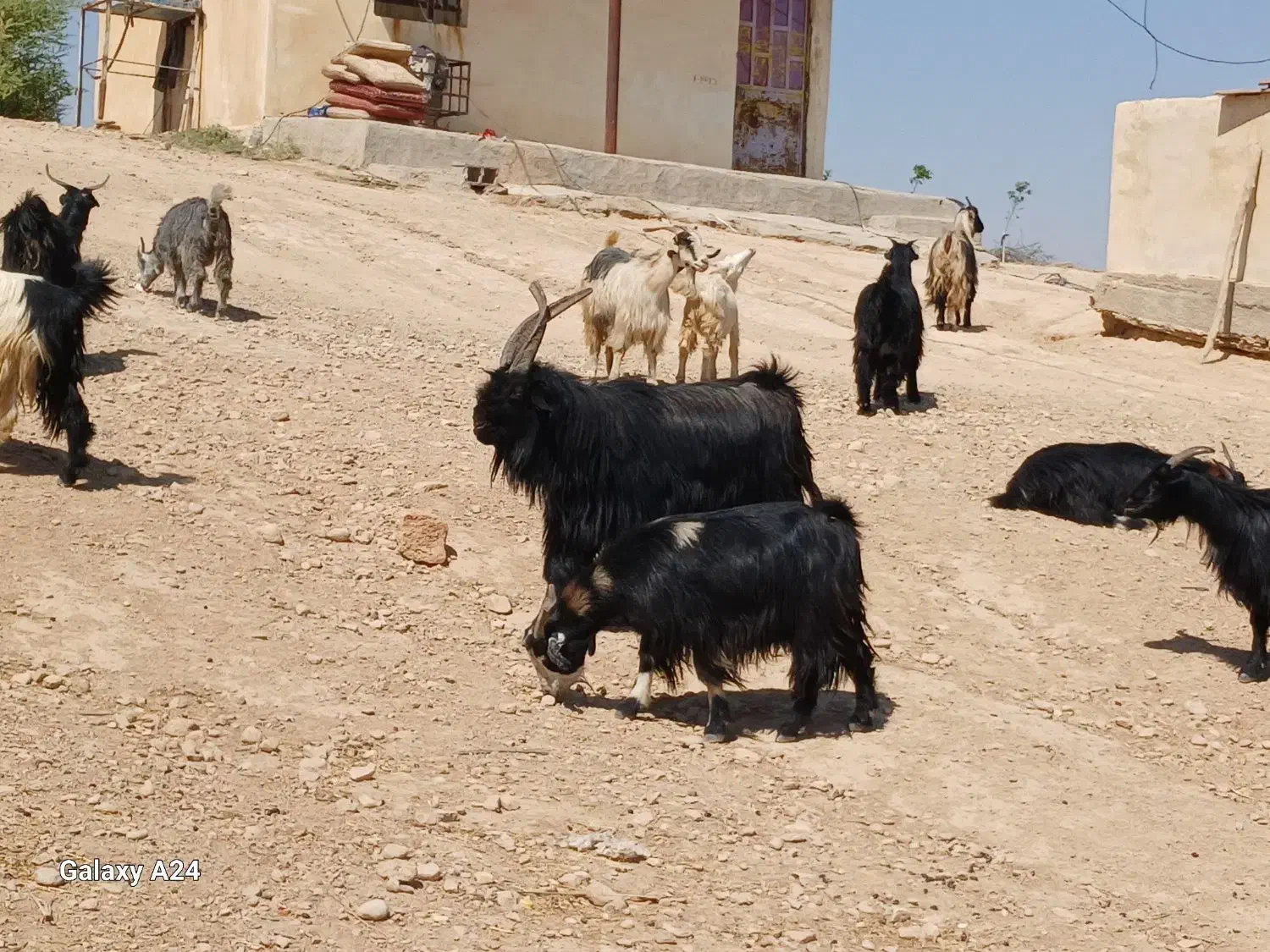 گله بز یک دست جوان همه نیشتر|حیوانات مزرعه|دوگنبدان, |دیوار