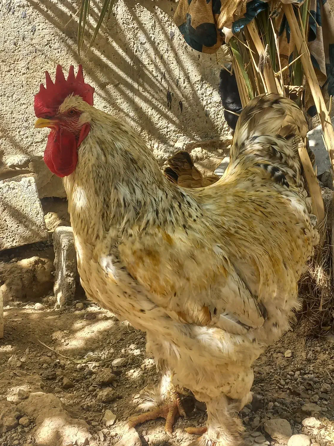 مرغ برهما|حیوانات مزرعه|سوسنگرد, |دیوار