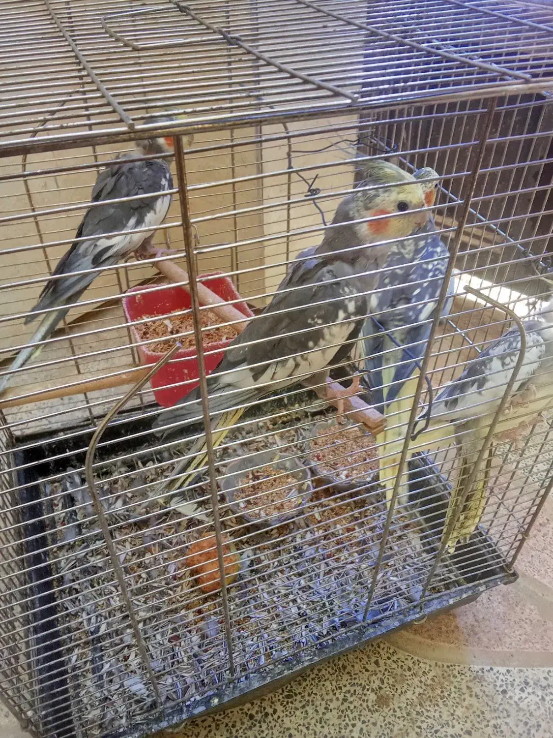 فروش ۲جفت عروس هلندی|پرنده|یاسوج, |دیوار