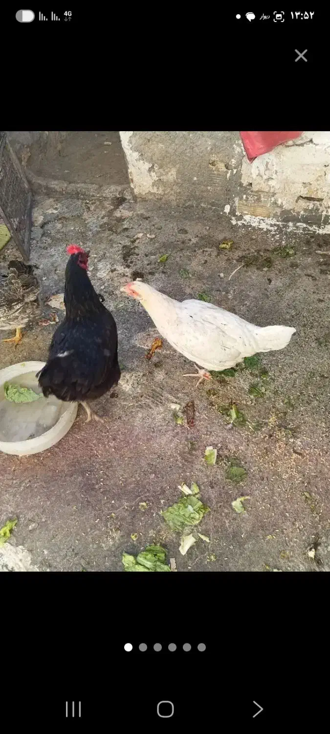 مرغ سفید|حیوانات مزرعه|رباط‌کریم, الارد|دیوار