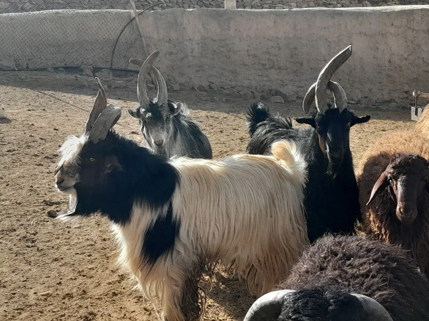 سه عدد دوبر فروشی|حیوانات مزرعه|عسگران, |دیوار