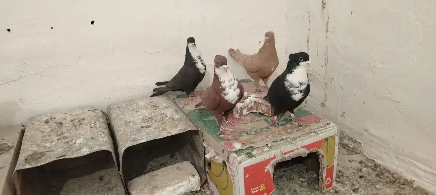 دو جفت خوشگل|پرنده|زرند, |دیوار