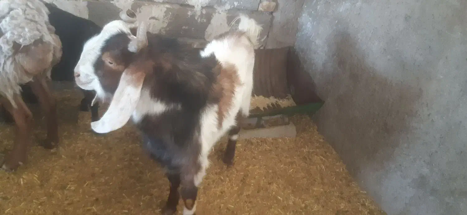 نری|حیوانات مزرعه|کرمان, |دیوار