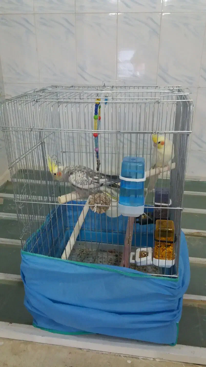 پرنده با قفس|پرنده|سنقر, |دیوار