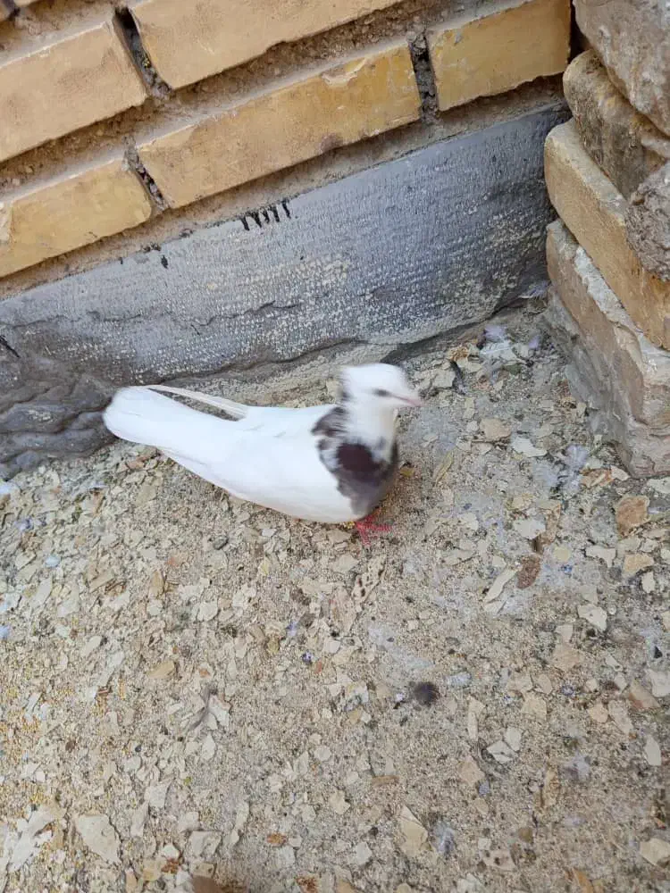 کفتر|پرنده|خرمشهر, |دیوار