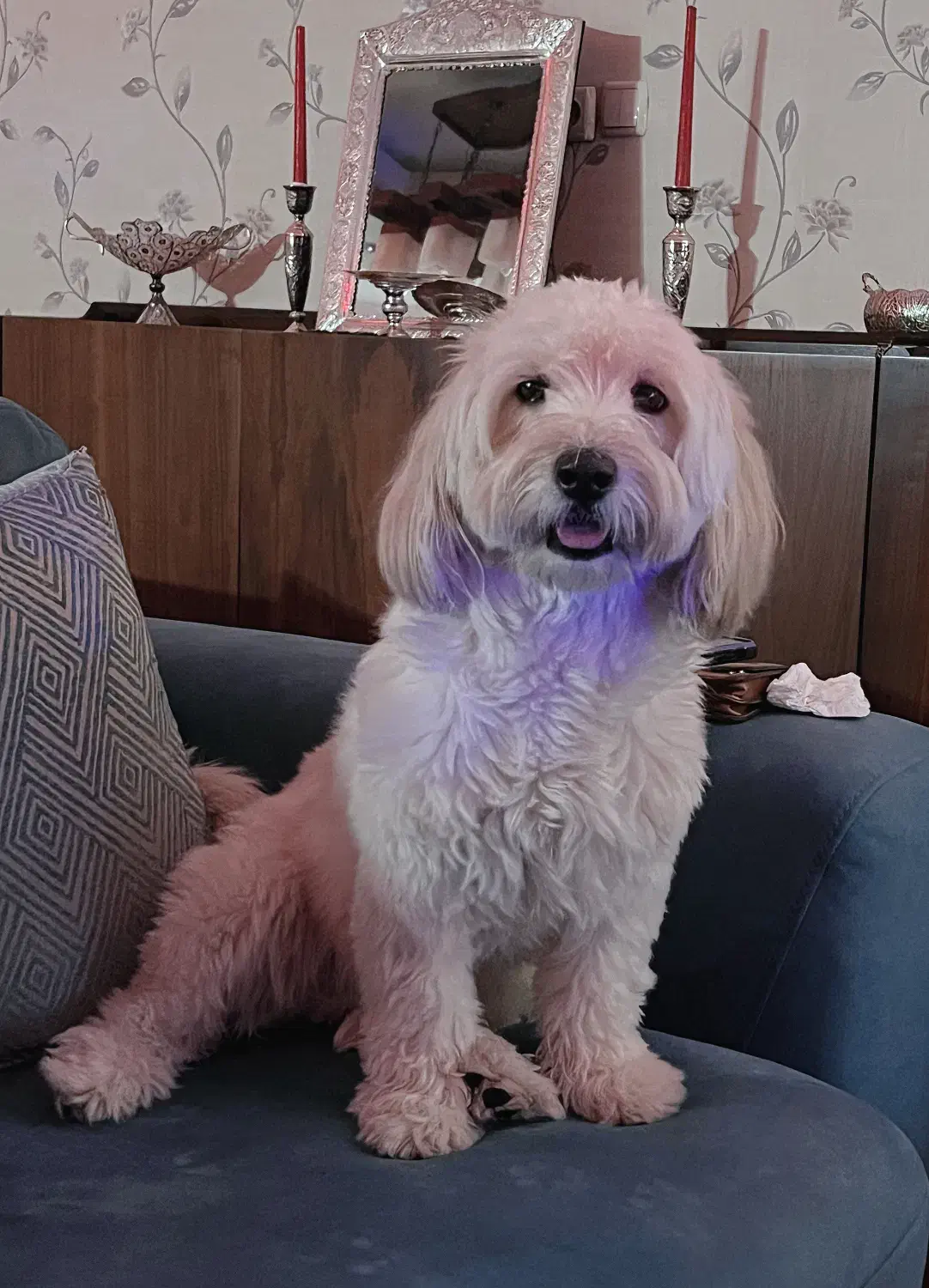 سگ گمشده|حیوانات|قزوین, |دیوار