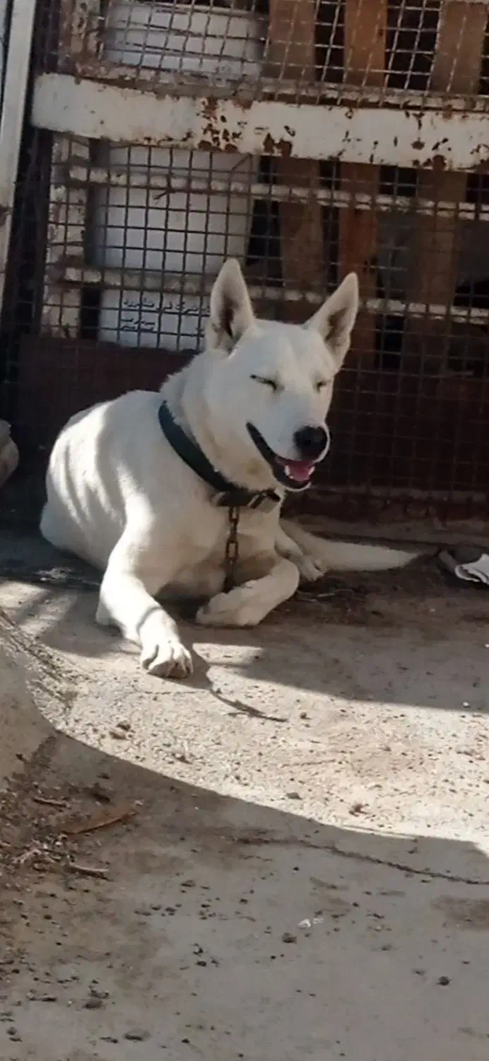 سگ نر|سگ|زاهدان, |دیوار