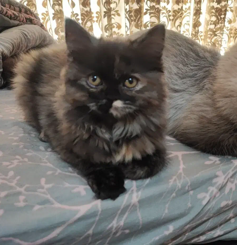 واگذاری گربه|گربه|کرج, فاز ۴ مهرشهر|دیوار