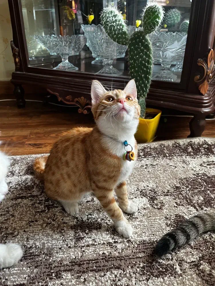 گربه خونگی|گربه|کرج, فاز ۳ گوهردشت|دیوار