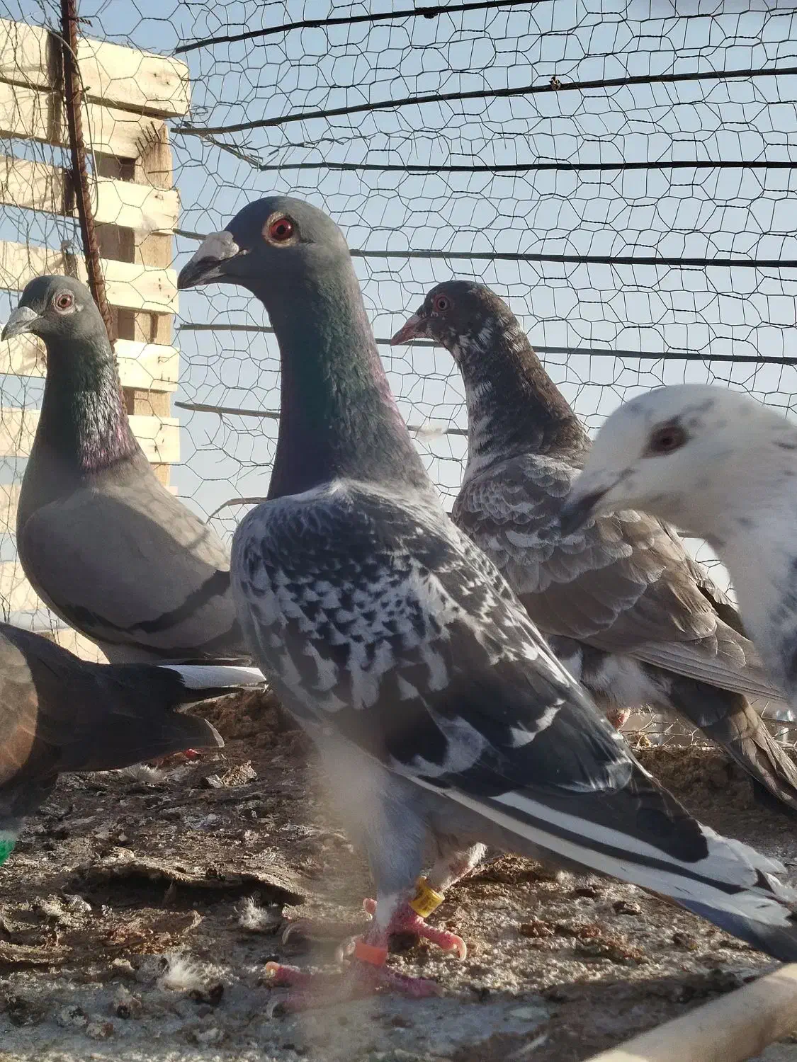 کفتر|پرنده|تربت‌حیدریه, پائین ولایت|دیوار