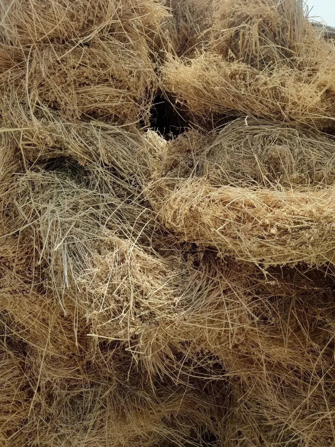 فروش بیده دست پیج|خدمات باغبانی و درختکاری|جیرفت, |دیوار