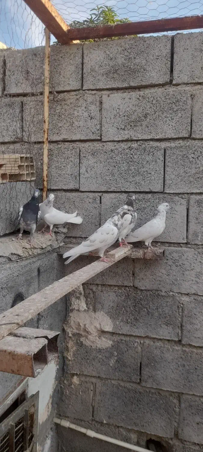 کبوتر|پرنده|میناب, |دیوار