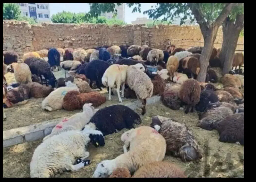 نر ماده موجود است|حیوانات مزرعه|کرج, بنیاد|دیوار