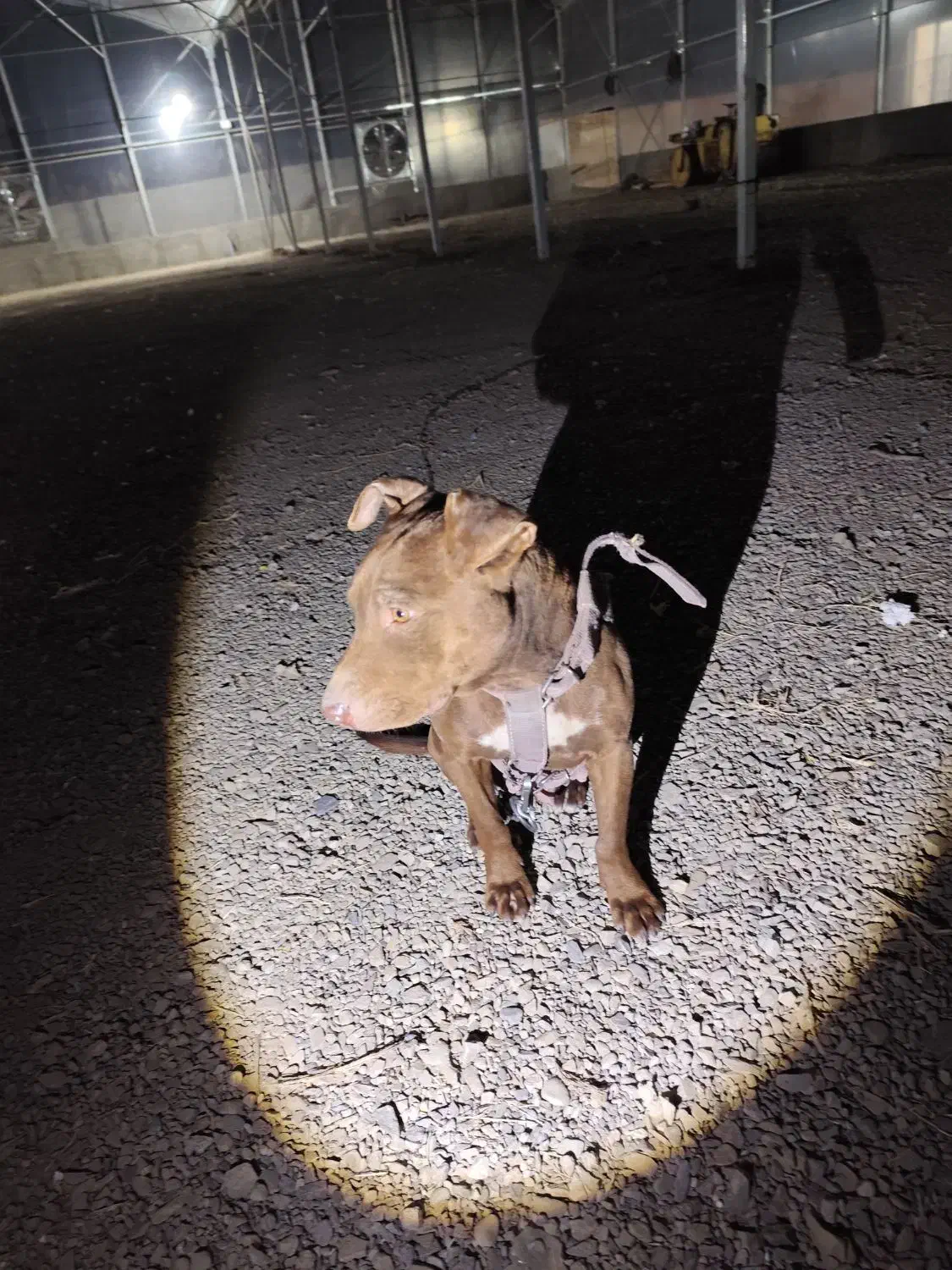 سگ پیتبول گم شده|حیوانات|ارومیه, |دیوار