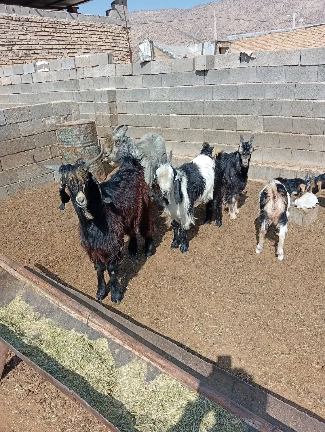 کهره نر فروشی قیمت 325000|حیوانات مزرعه|طسوج, |دیوار