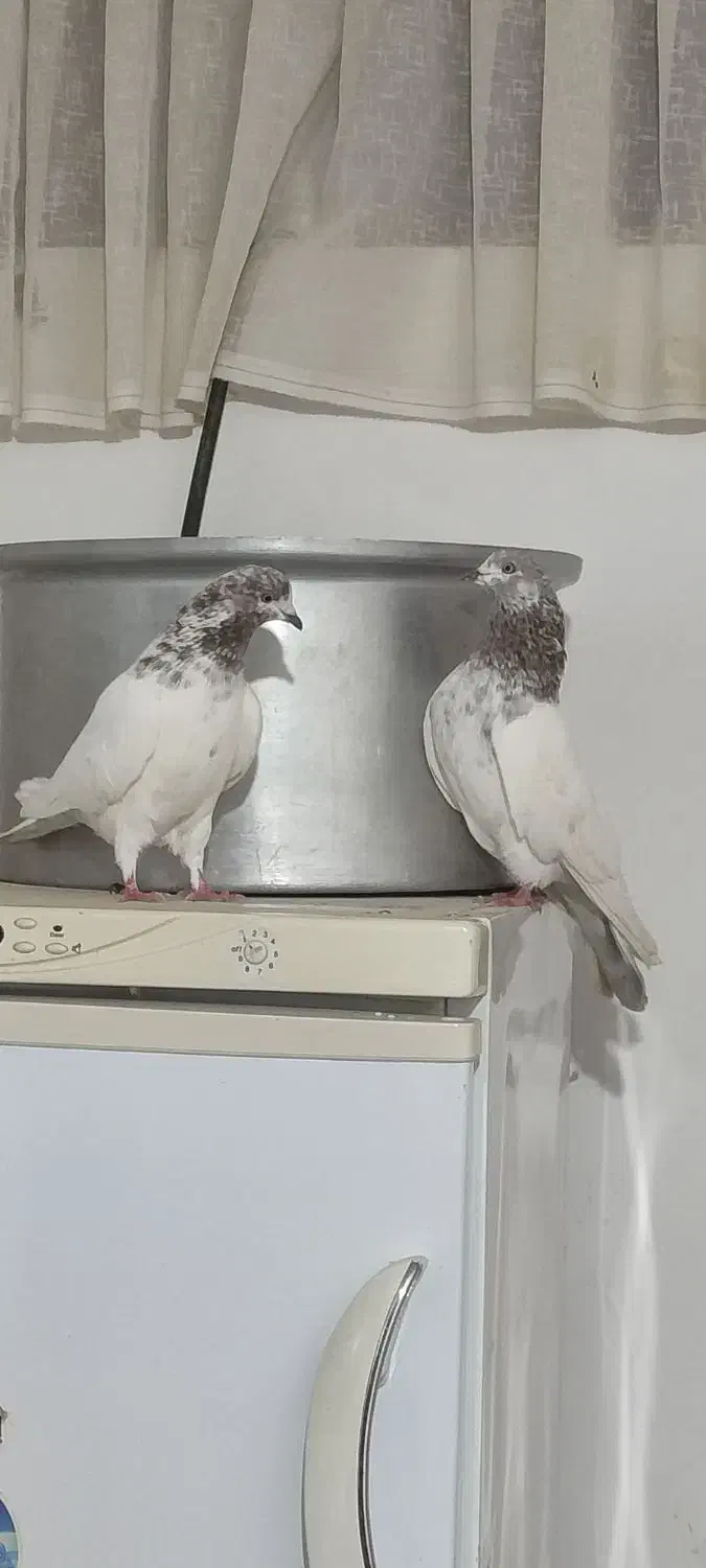 کله دار|پرنده|رزن, |دیوار