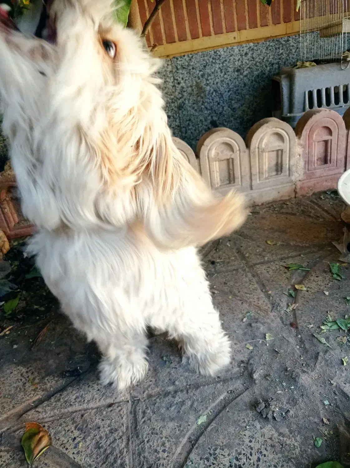 سگ نژاد شیتزو|سگ|کرمان, |دیوار