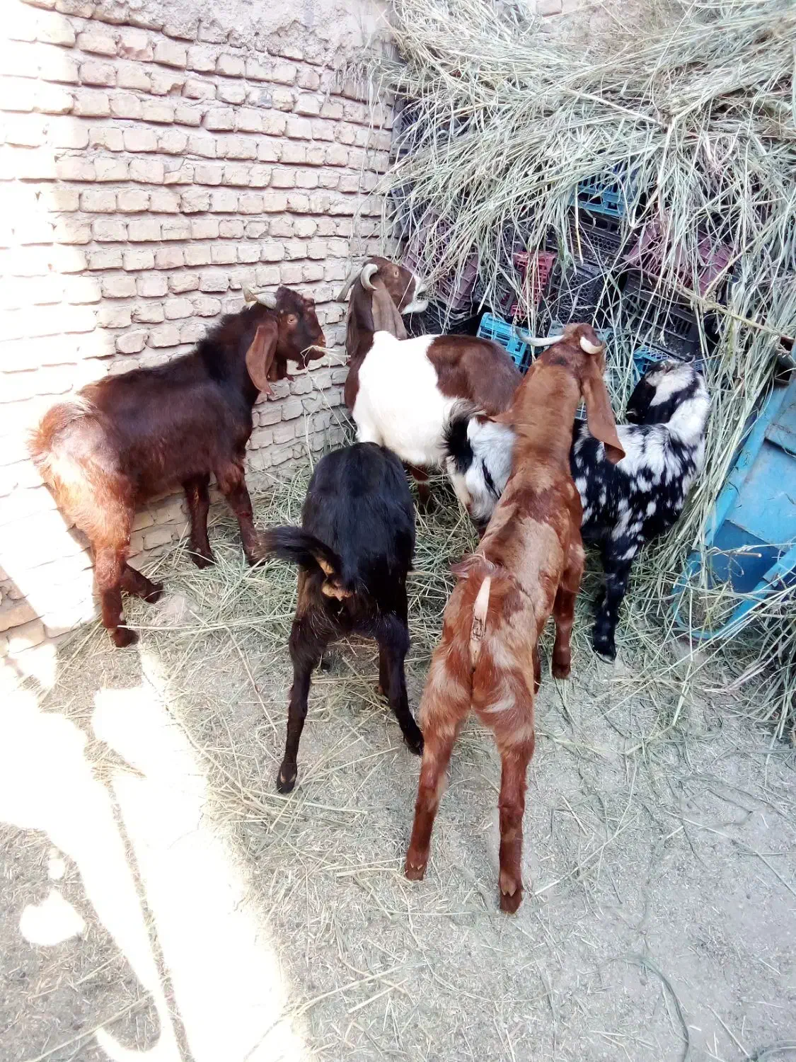 بزهای پاکستانی دوقلو زا|حیوانات مزرعه|شاهدشهر, |دیوار