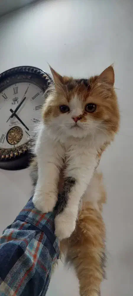 دو گربه پرشین ماده دوقلو|گربه|قوچان, |دیوار