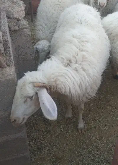 میش و بره|حیوانات مزرعه|کرمان, |دیوار