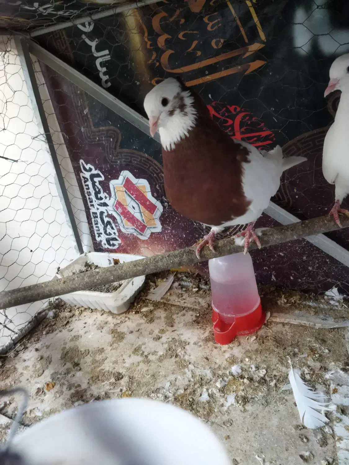 کبوتر جوانه|پرنده|ایلام, |دیوار