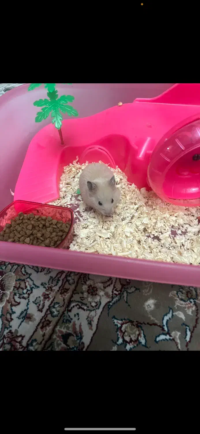 همستر|موش و خرگوش|تهران, صادقیه|دیوار