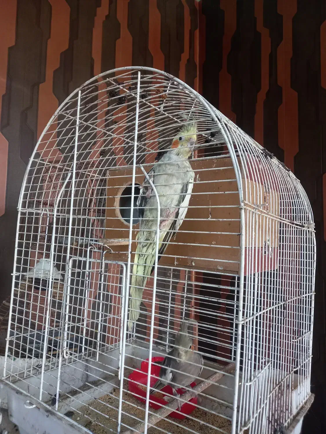 عروس هلندی مولد|پرنده|وحیدیه, |دیوار