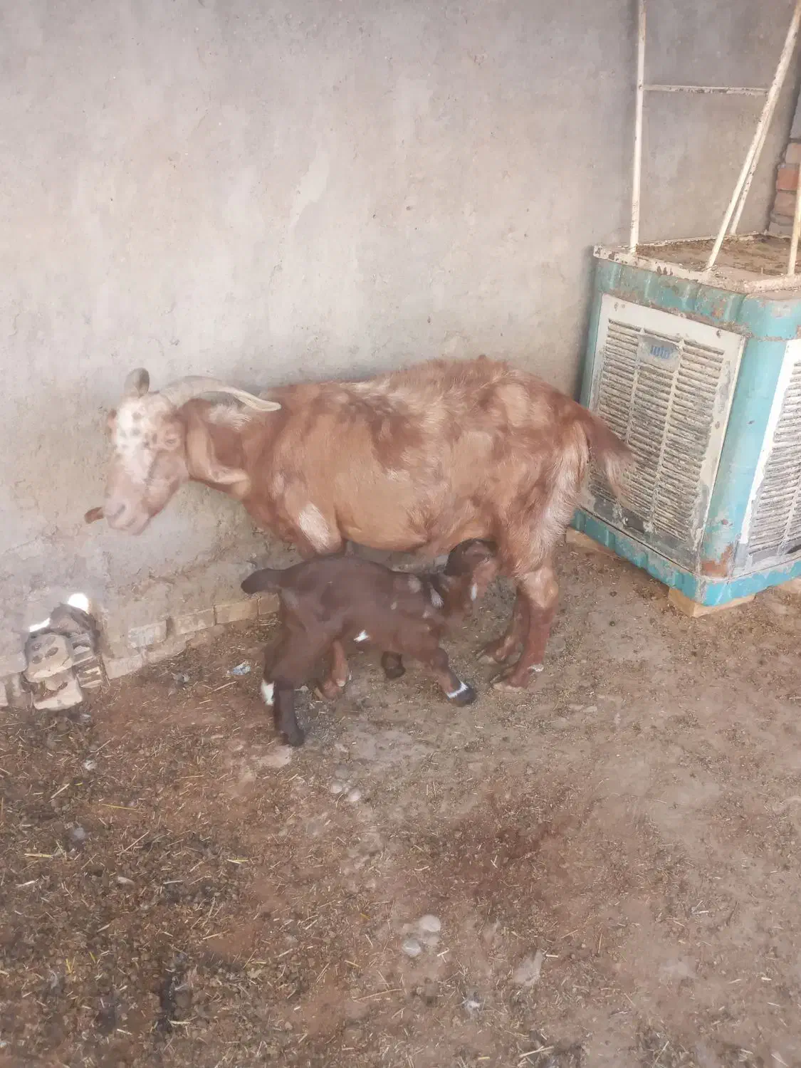 بز با بی|حیوانات مزرعه|اهواز, امانیه|دیوار