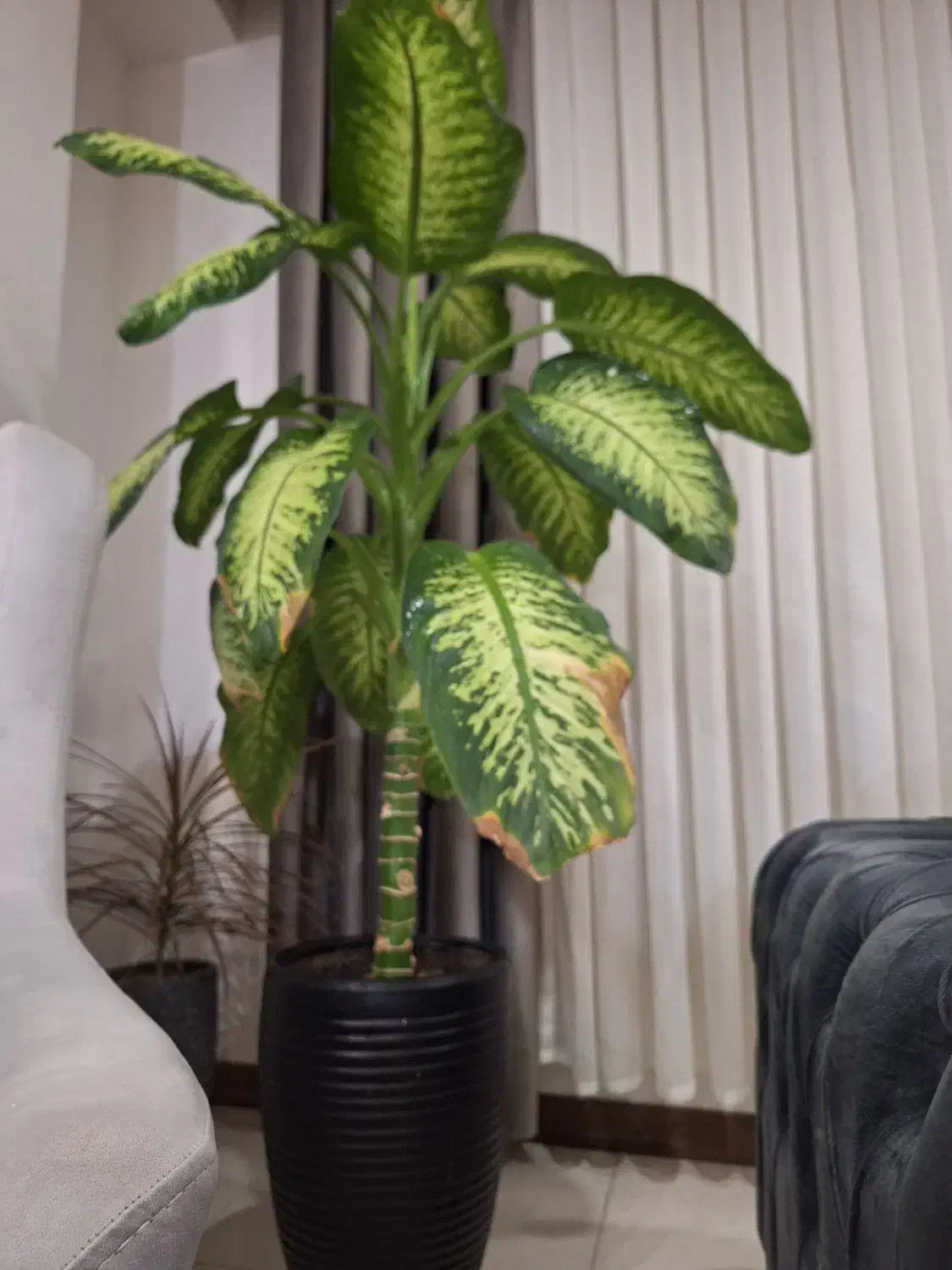 گل دیفن باخیا بزرگ|گل و گیاه طبیعی|ماهدشت, |دیوار