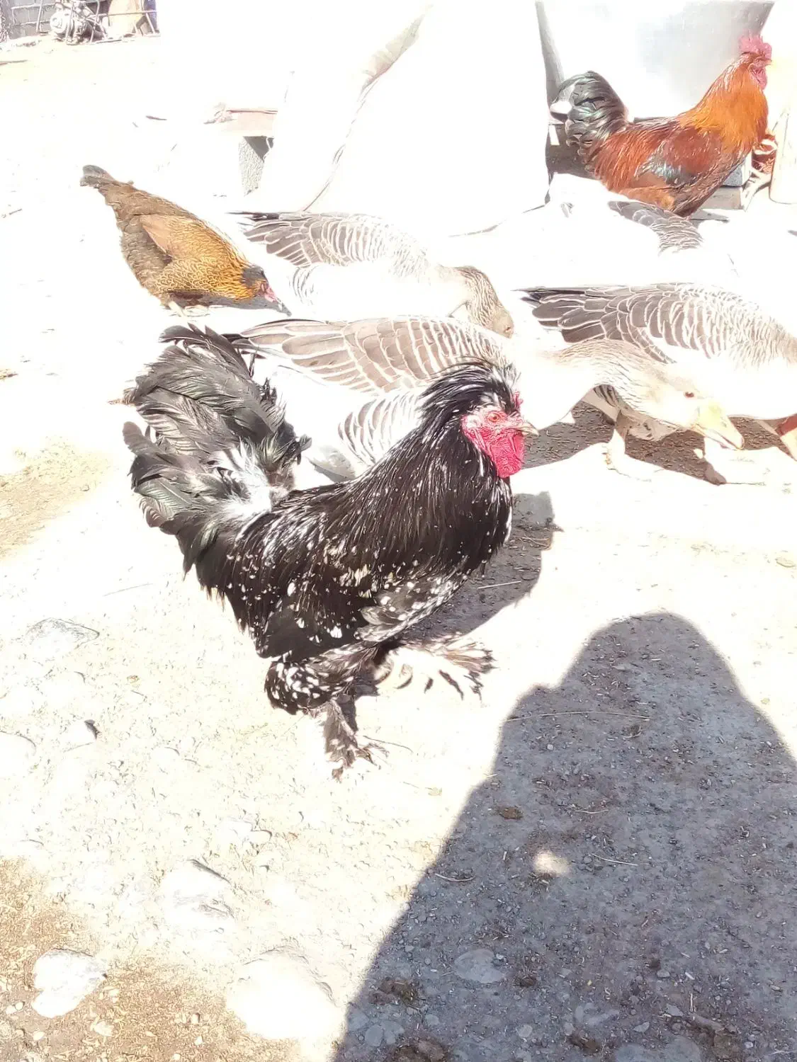 خروس|حیوانات مزرعه|فیروز, |دیوار