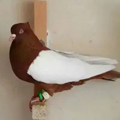 پرنده|حیوانات|مشهد, سیلو|دیوار