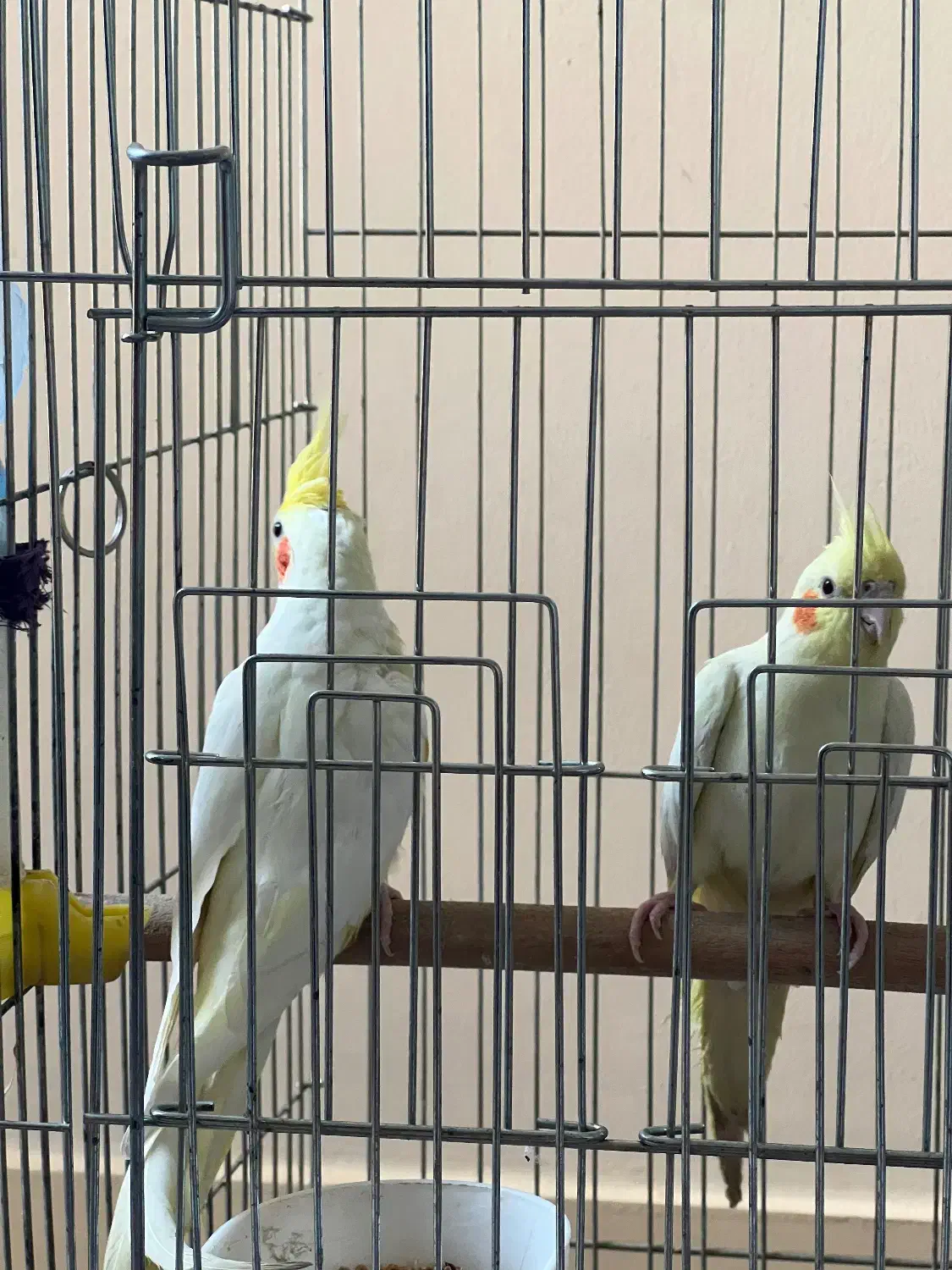 طوطی هلندی رنگ لیمویی|پرنده|اهواز, زیتون کارمندی|دیوار