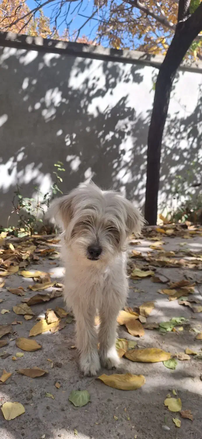 واگذاری حیوان خونگی|سگ|شیراز, گویم|دیوار