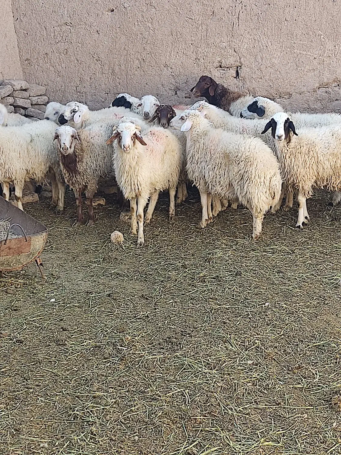 بره نر بومی زنده و کشتار|حیوانات مزرعه|برزک, |دیوار