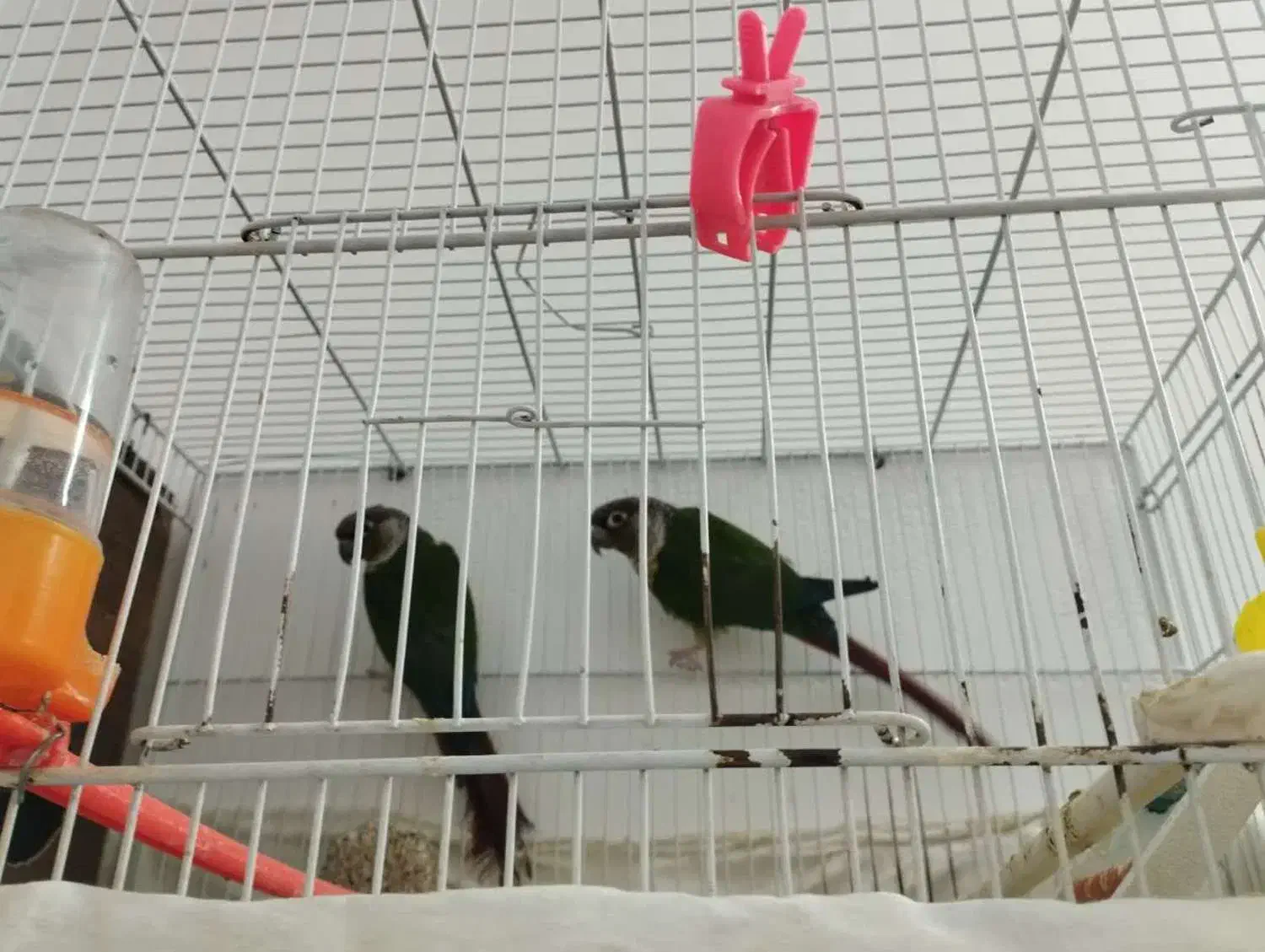 جفت گرینچیک مولد|پرنده|گلبهار, شهر جدید گلبهار|دیوار