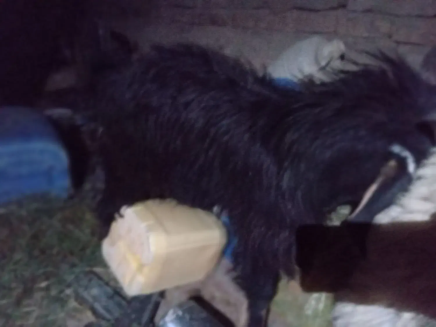 بز و تروشک|حیوانات مزرعه|تفتان, |دیوار