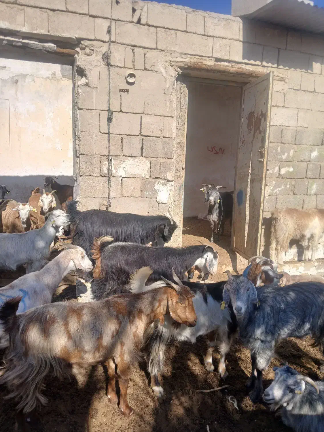 ۲۰۰راس بزداشتی جوان کهره دار معاوضه با میش|حیوانات مزرعه|خنج, |دیوار