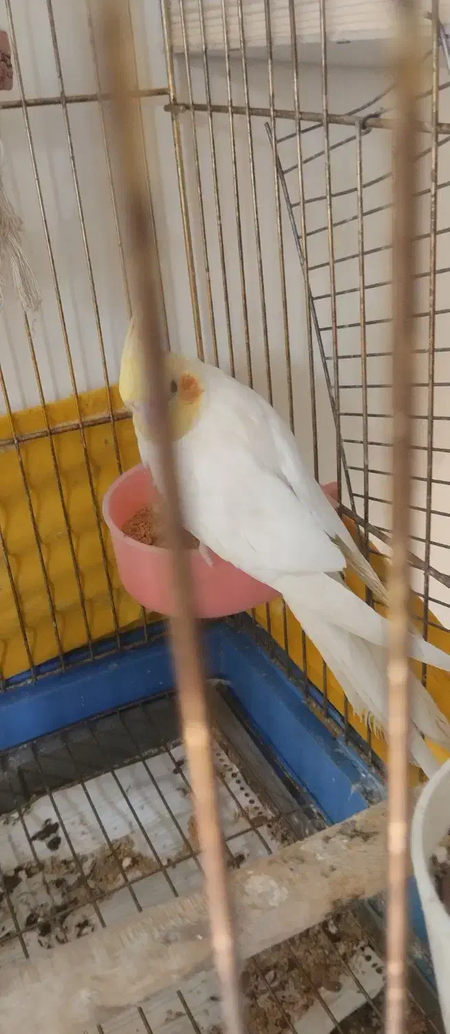 عروس هلندی جفت همراه تخم|پرنده|قدس, شهر‌قدس|دیوار