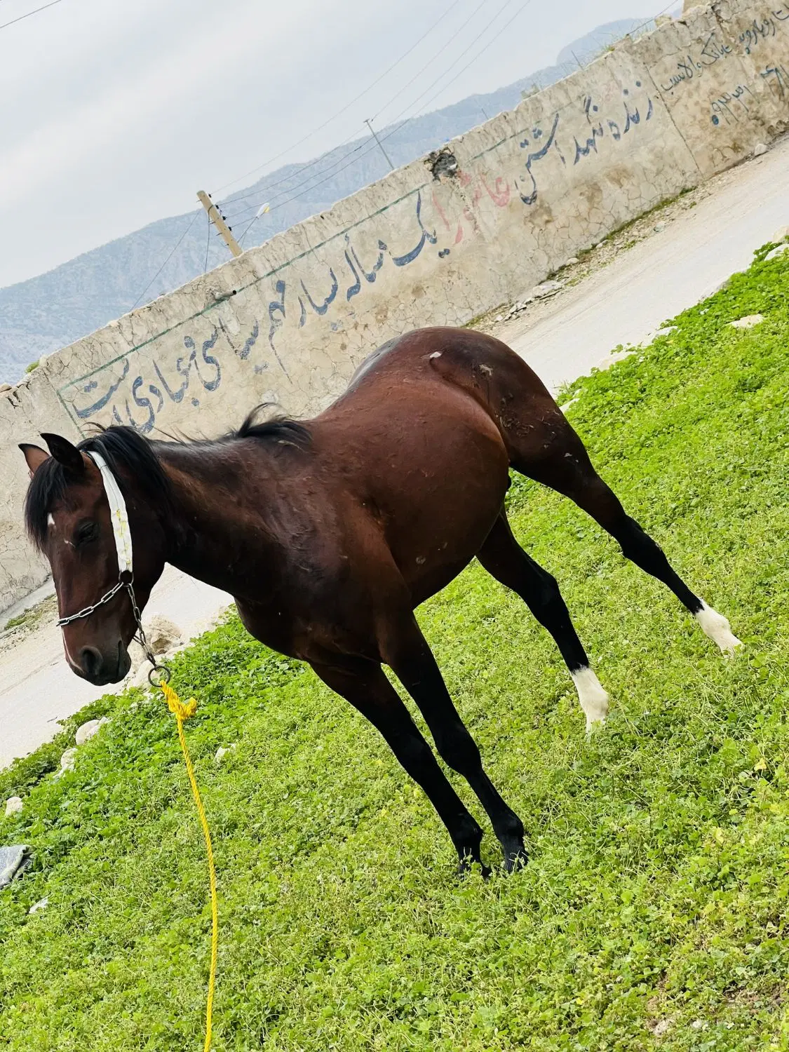 اسب|اسب و تجهیزات اسب‌سواری|باغ ملک, |دیوار