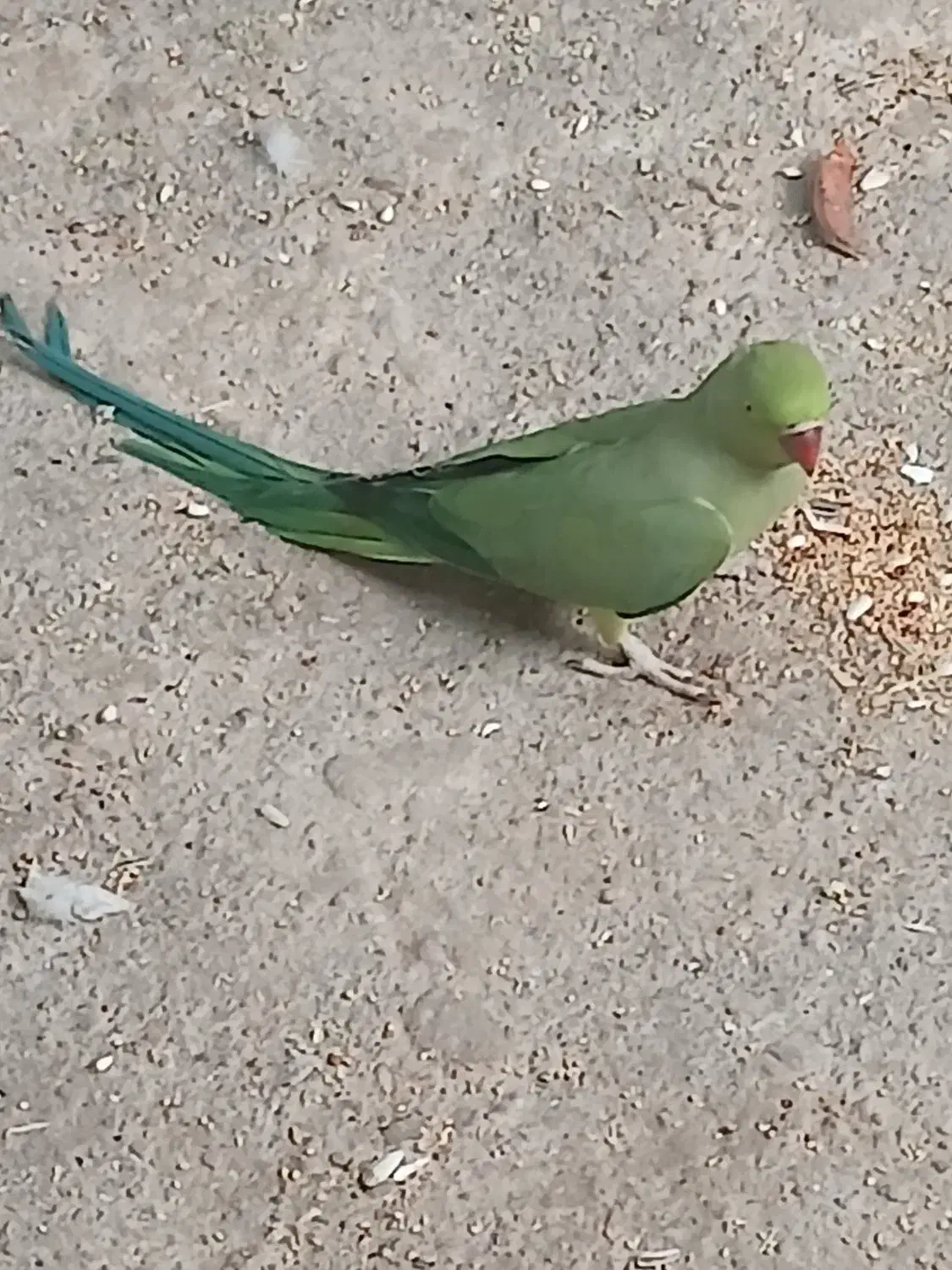 طوطی ملنگو ماده|پرنده|اردبیل, |دیوار