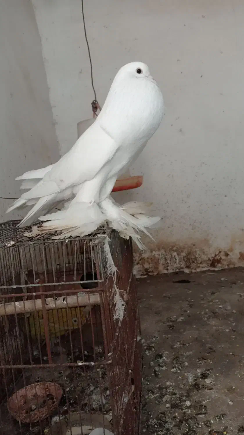 کبوتر بادکنکی|پرنده|دابودشت, |دیوار