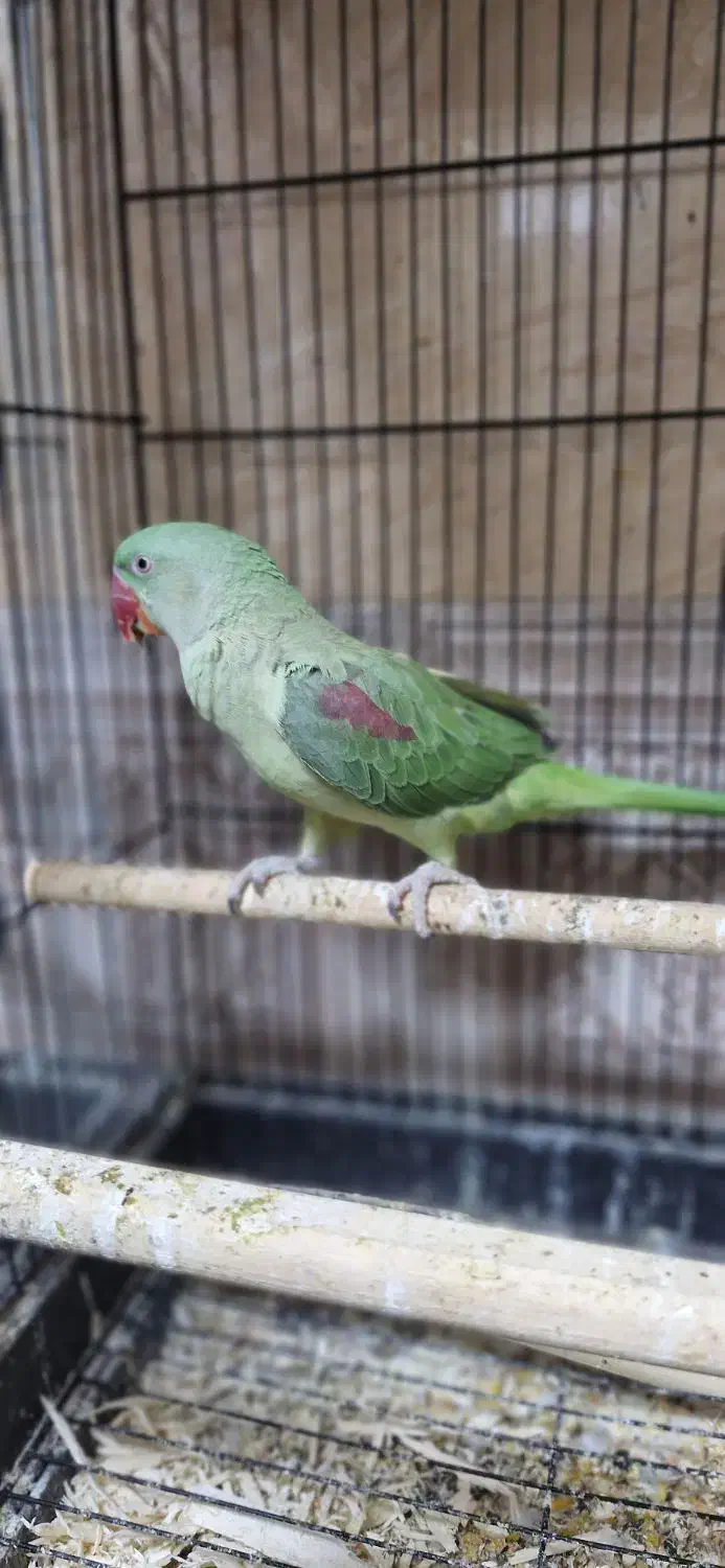 شاه طوطی  نر|پرنده|شهریار, شهرک وائین|دیوار