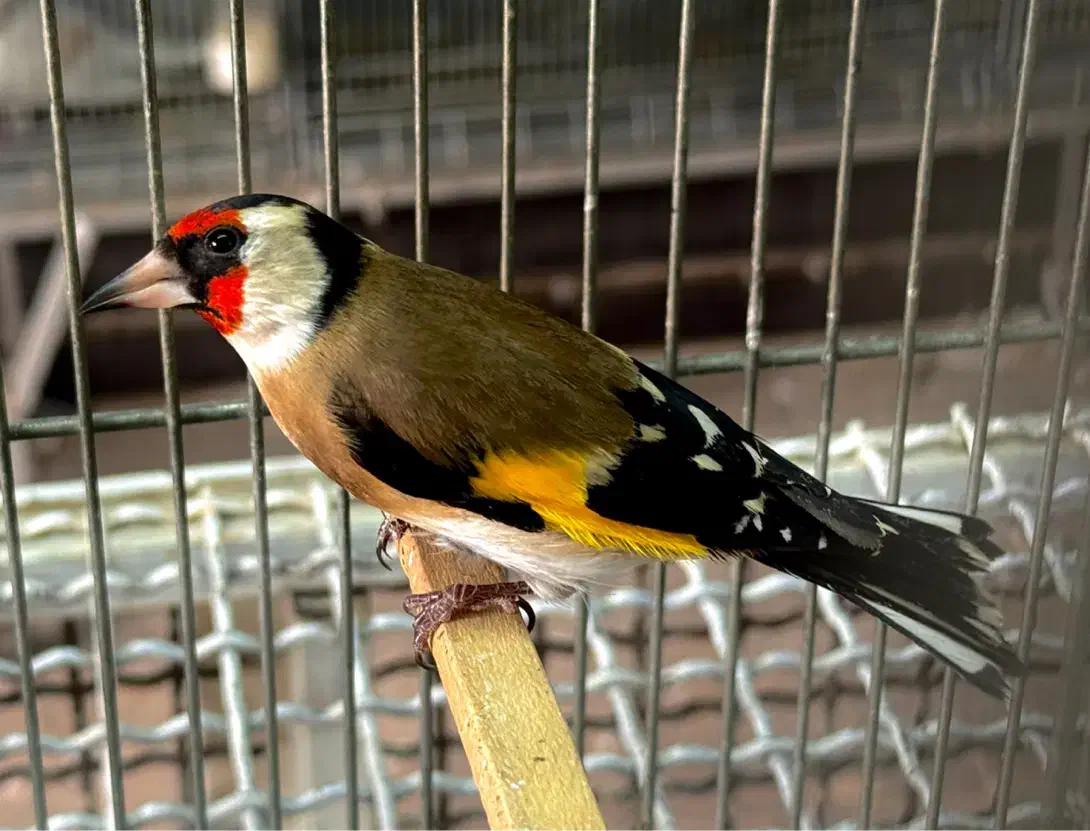 سهره|پرنده|قزوین, |دیوار