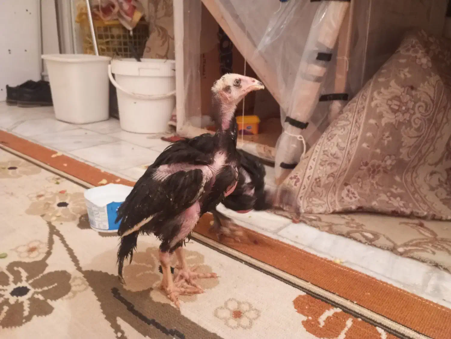 دوعدد جوجه لاری ۵۰روزه|حیوانات مزرعه|کرمانشاه, |دیوار